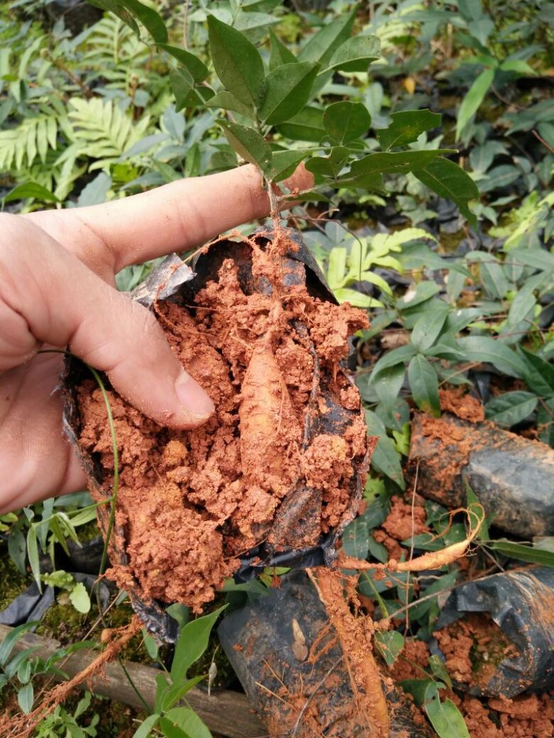 牛大力种苗15cm以下