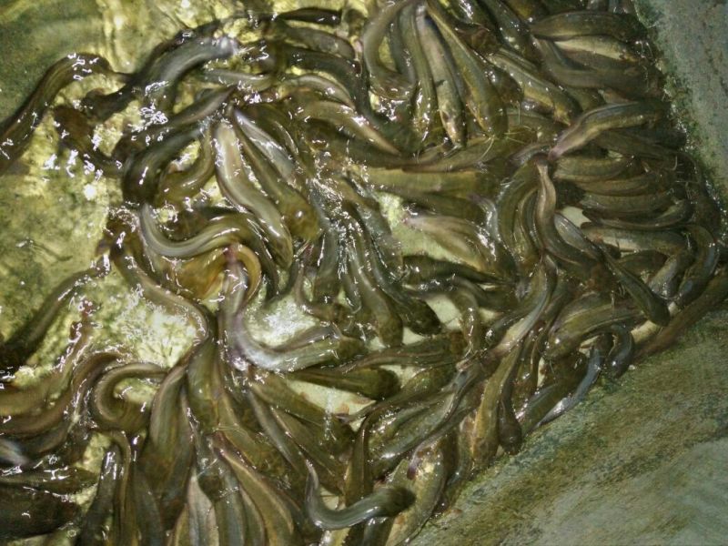 胡子鲶食用