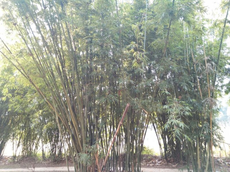 绿竹8~9m