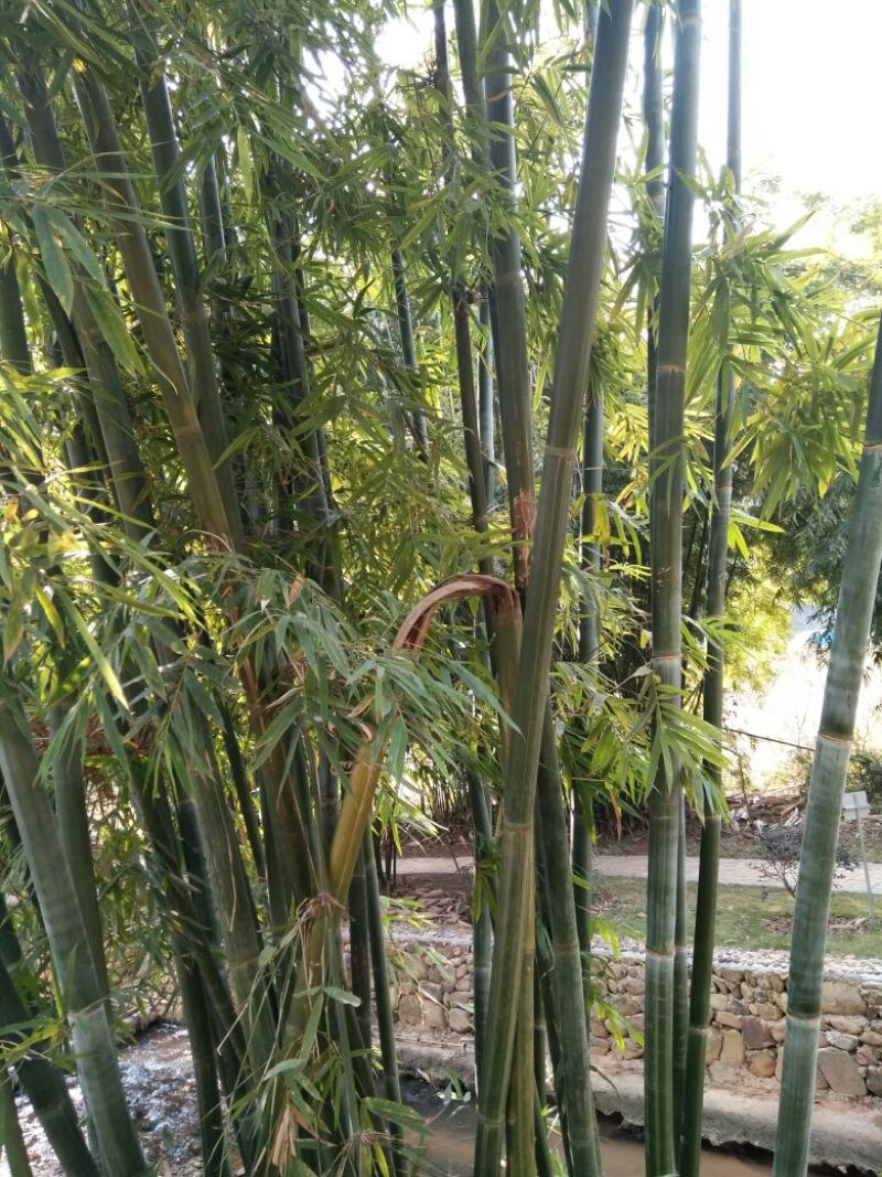 绿竹8~9m