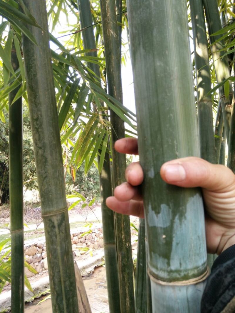绿竹8~9m