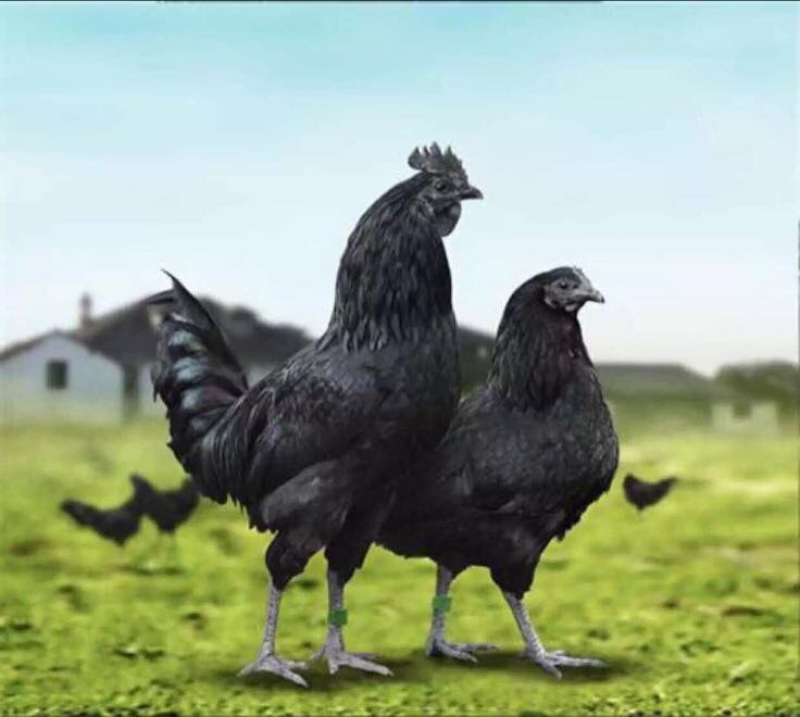 鸡苗