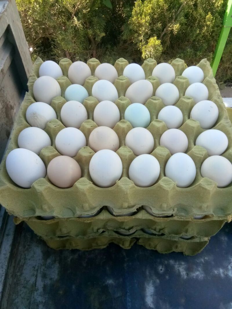 土鸡蛋食用50g以下