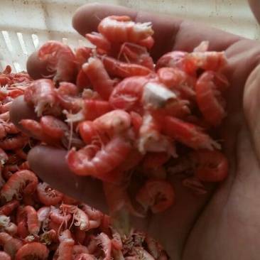 红虾食用冻虾