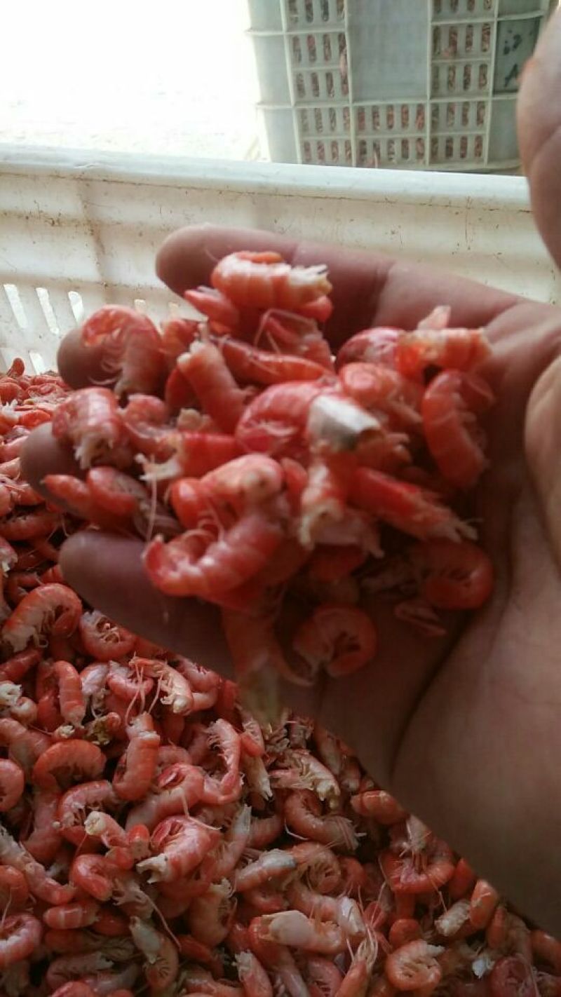 红虾食用冻虾