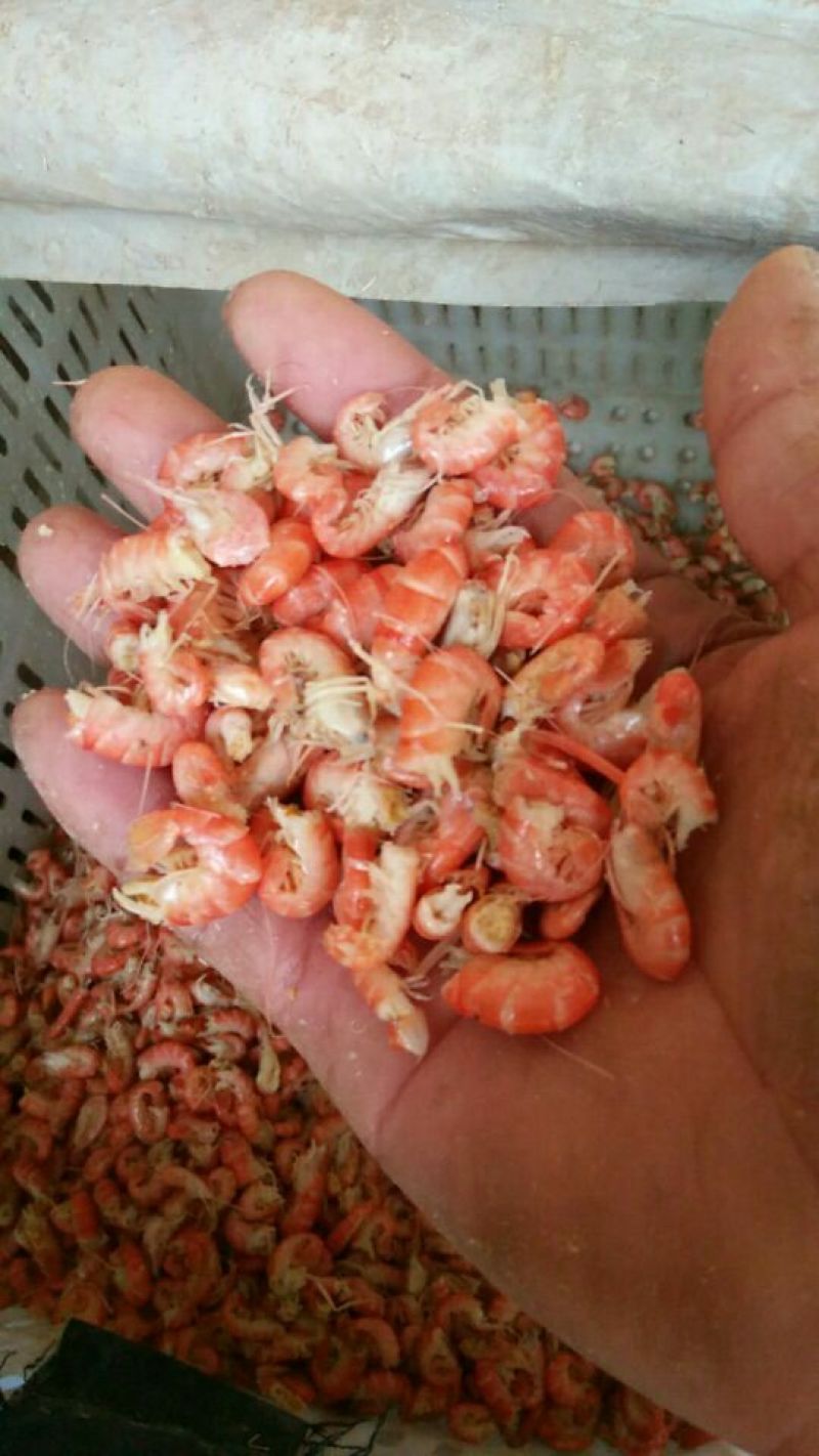 红虾食用冻虾