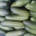 黄瓜18~22公分鲜花带刺