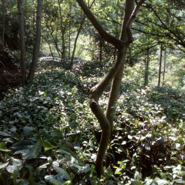 紫薇桩5~10cm
