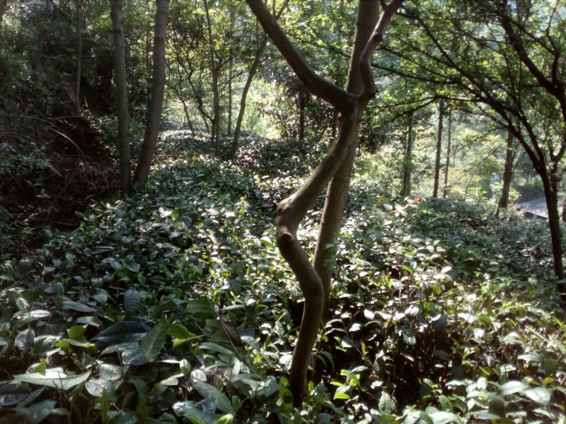 紫薇桩5~10cm