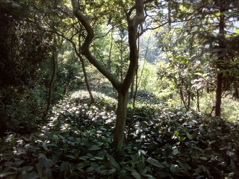 紫薇桩5~10cm
