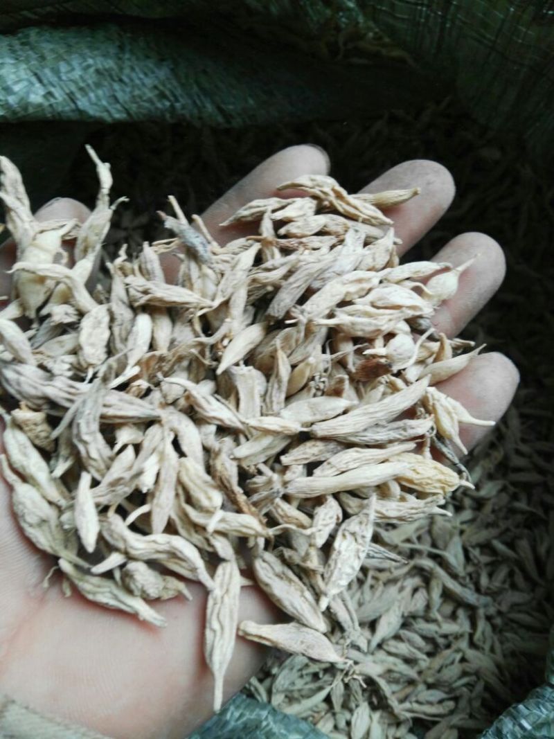 麦冬