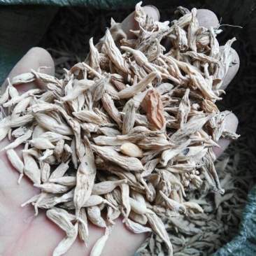 麦冬