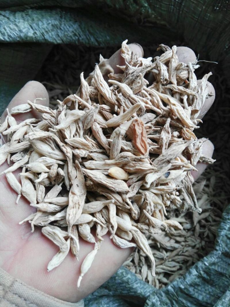 麦冬