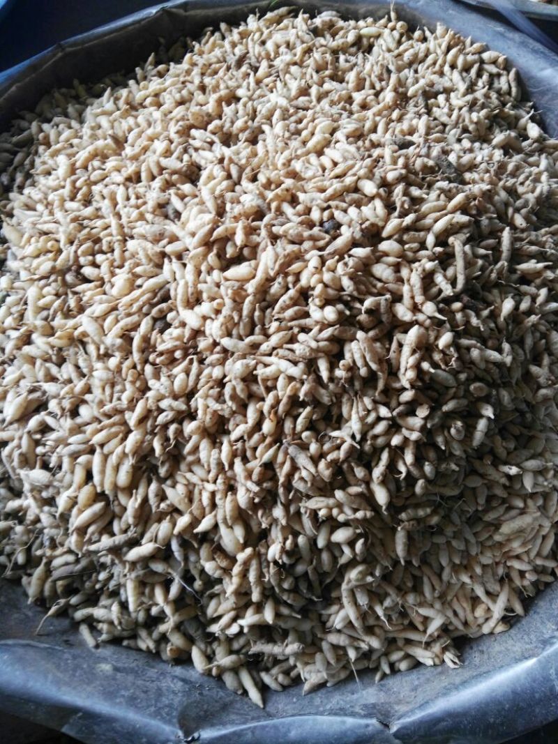 麦冬