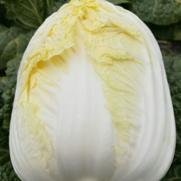 大娃娃菜1斤以上，没有开花没有虫