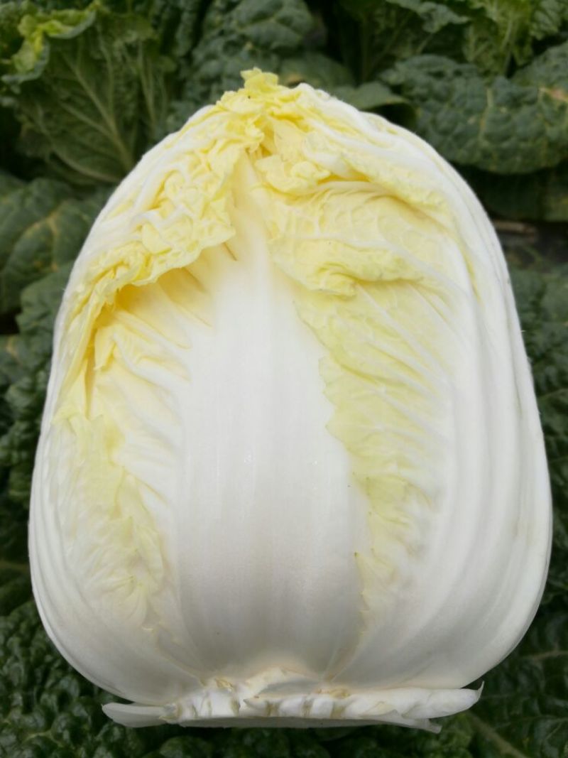 大娃娃菜1斤以上，没有开花没有虫