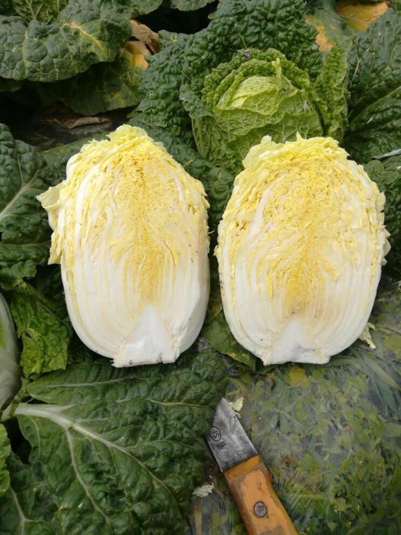 大娃娃菜1斤以上，没有开花没有虫