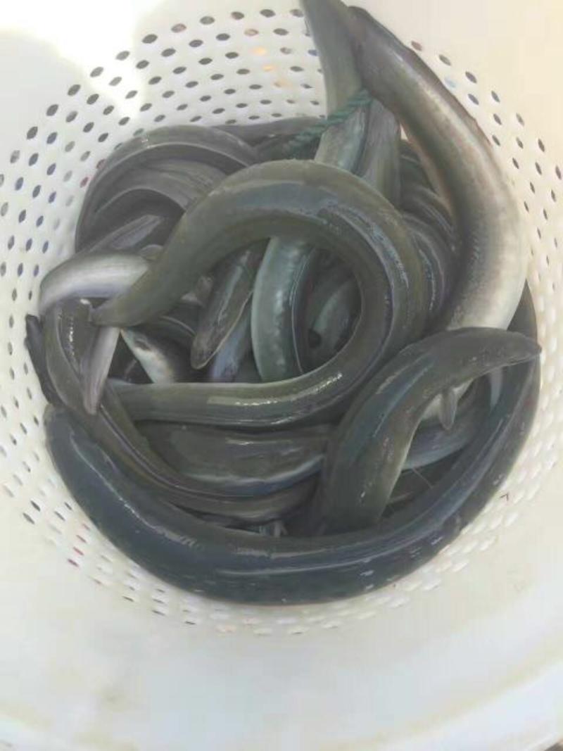 白鳗鱼苗大量供应河鳗鱼苗花鳗鱼欧洲鳗售后技术指导