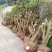 红橘苗150cm以上