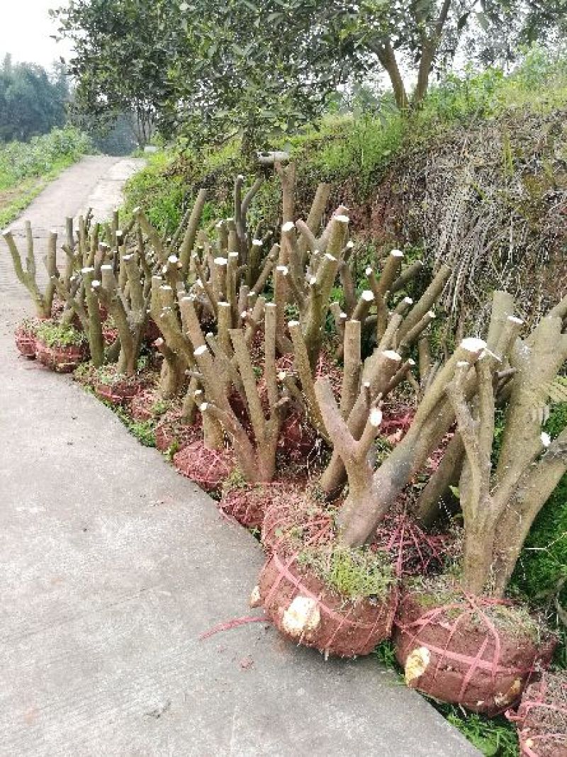 红橘苗150cm以上