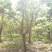 梨树10~12cm