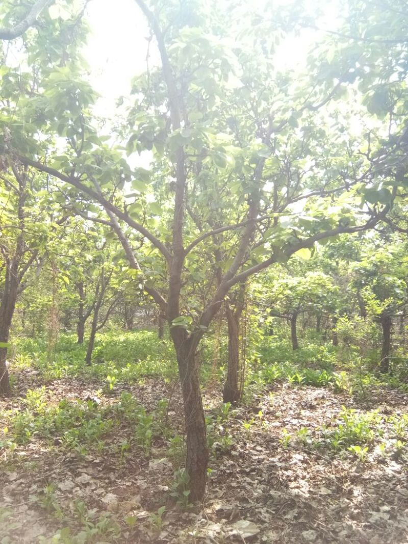 梨树10~12cm
