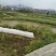 油菜籽1
