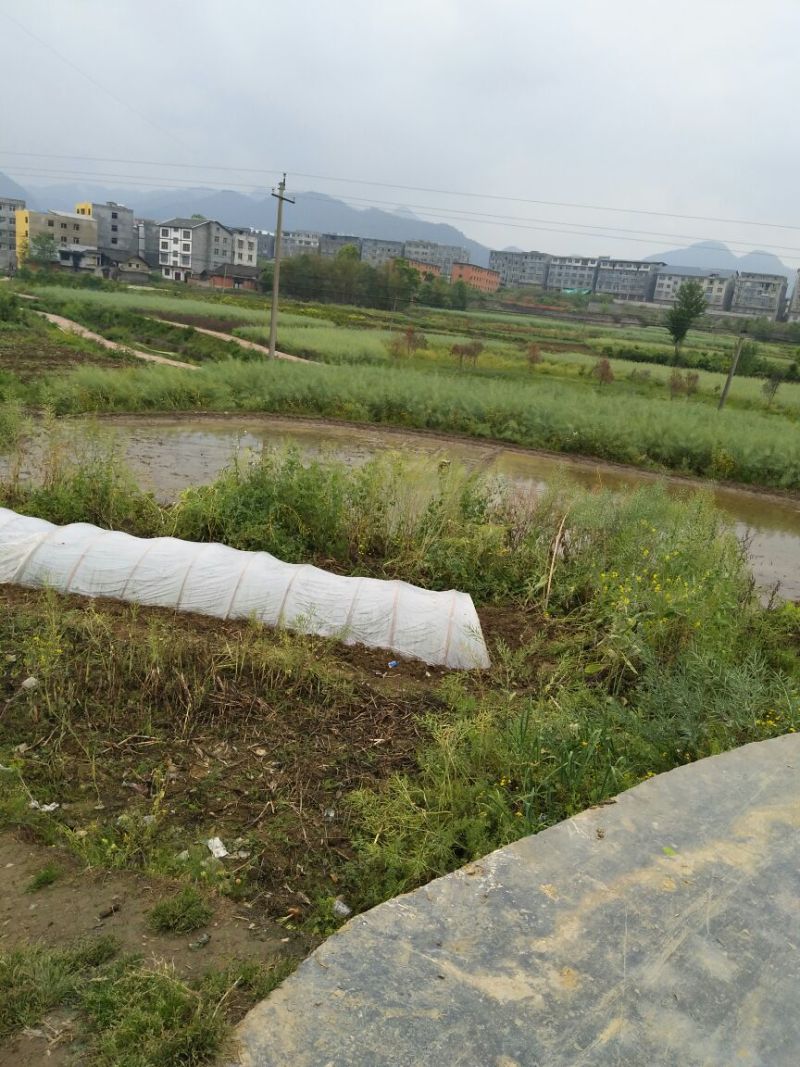 油菜籽1