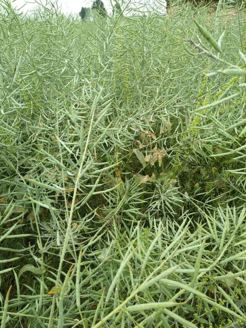 油菜籽1