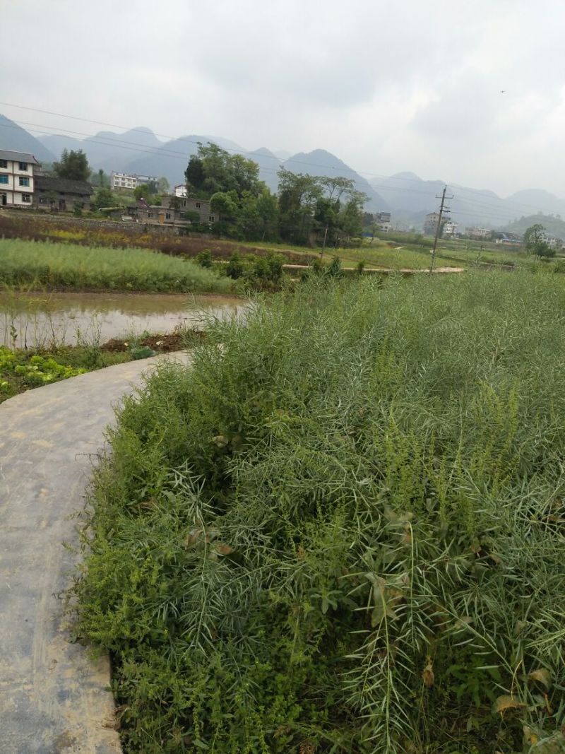 油菜籽1