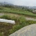 油菜籽1