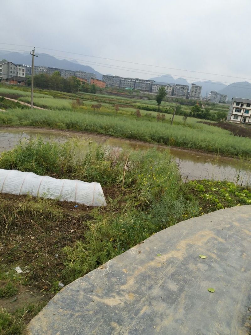 油菜籽1