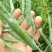 油菜籽1