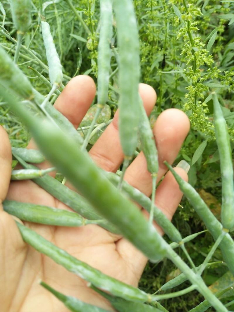 油菜籽1