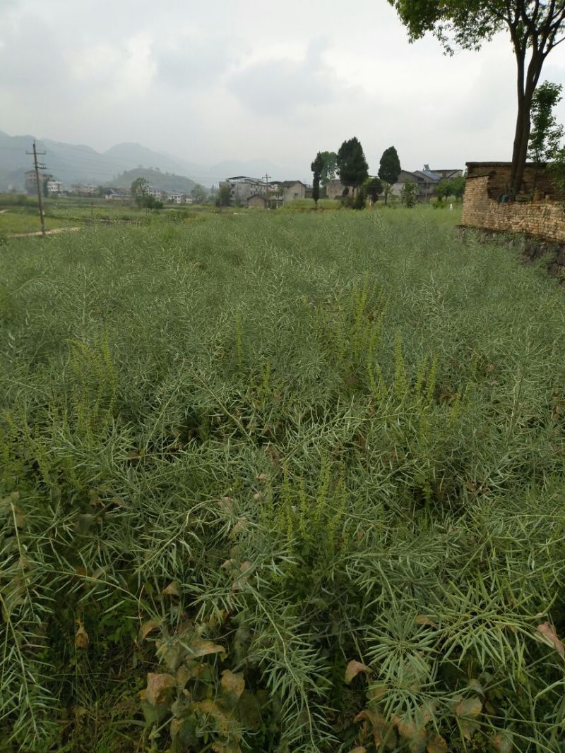 油菜籽1
