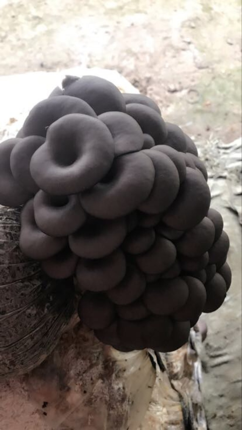 菌棒
