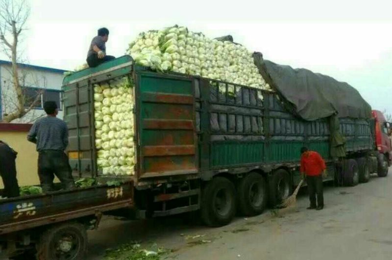 大白菜基地大量供应精品黄心大白菜精品大白菜大白菜供应