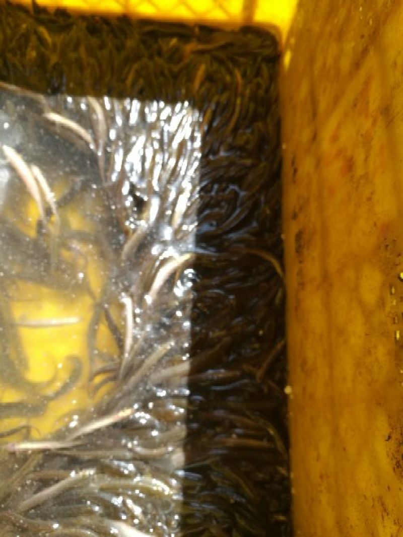 青色泥鳅青鳅种鳅