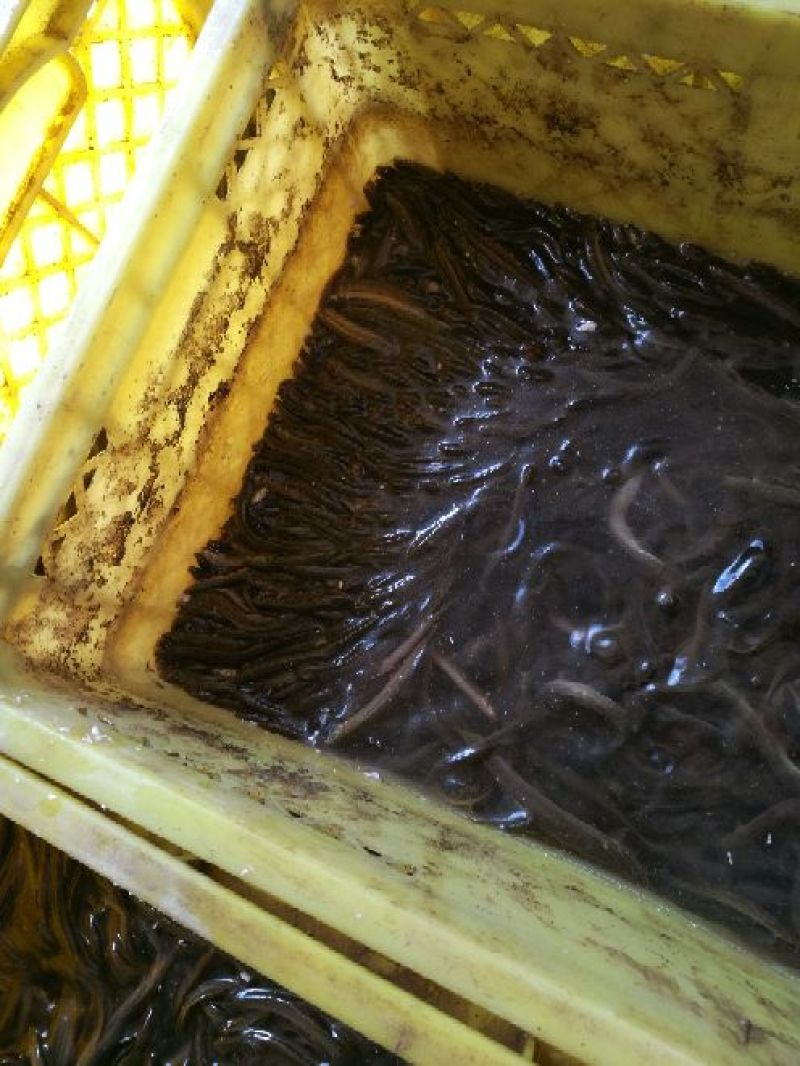 青色泥鳅青鳅种鳅