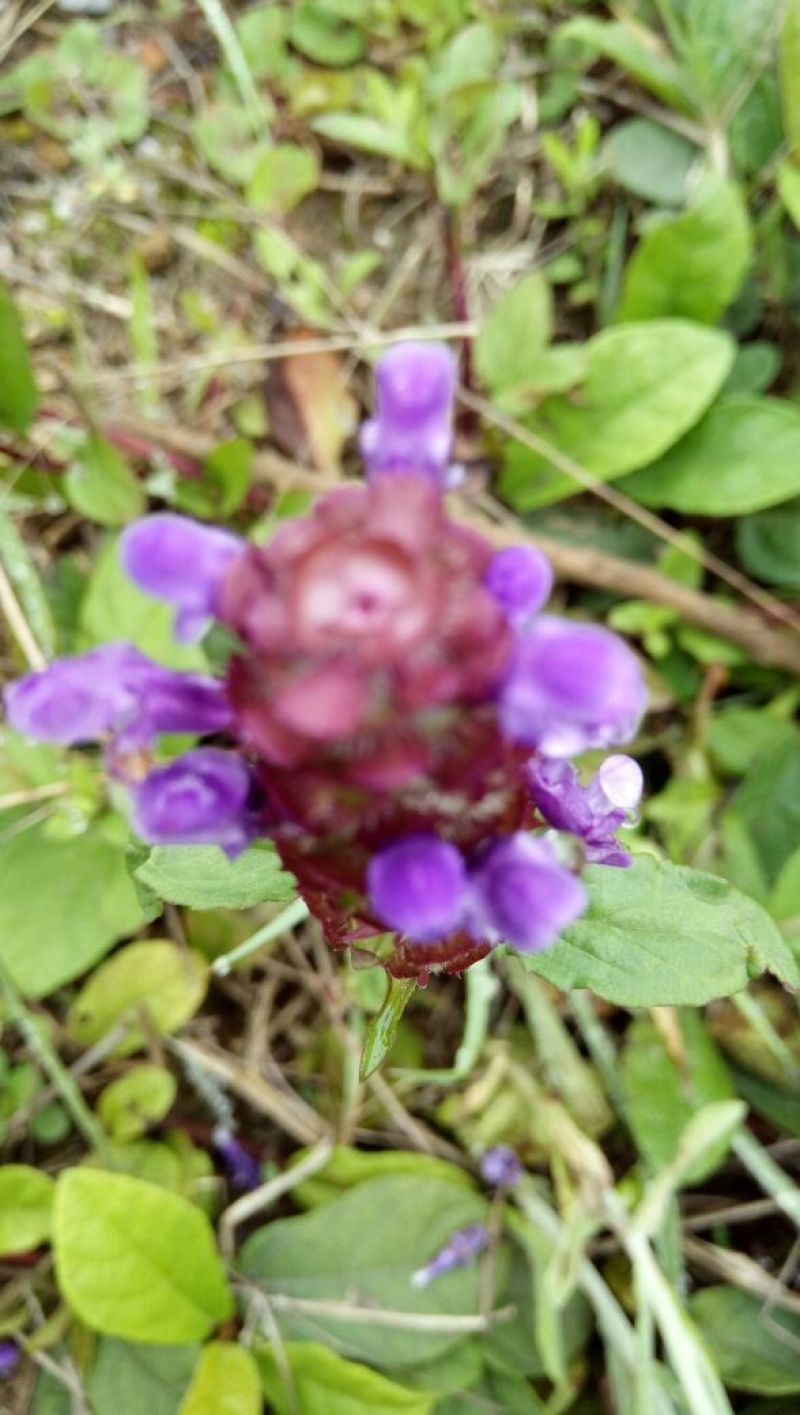 夏枯草