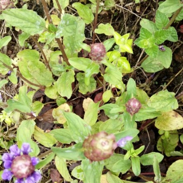 夏枯草
