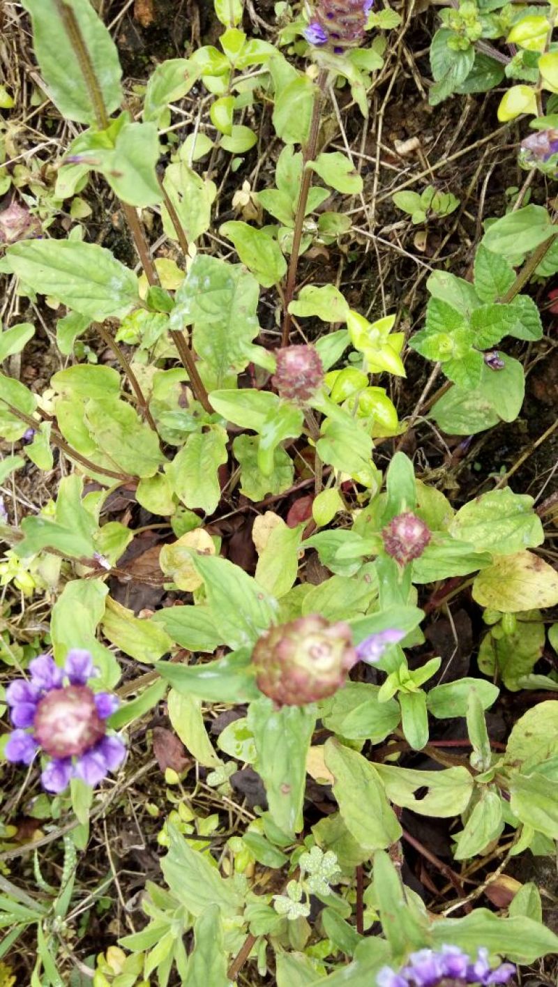 夏枯草