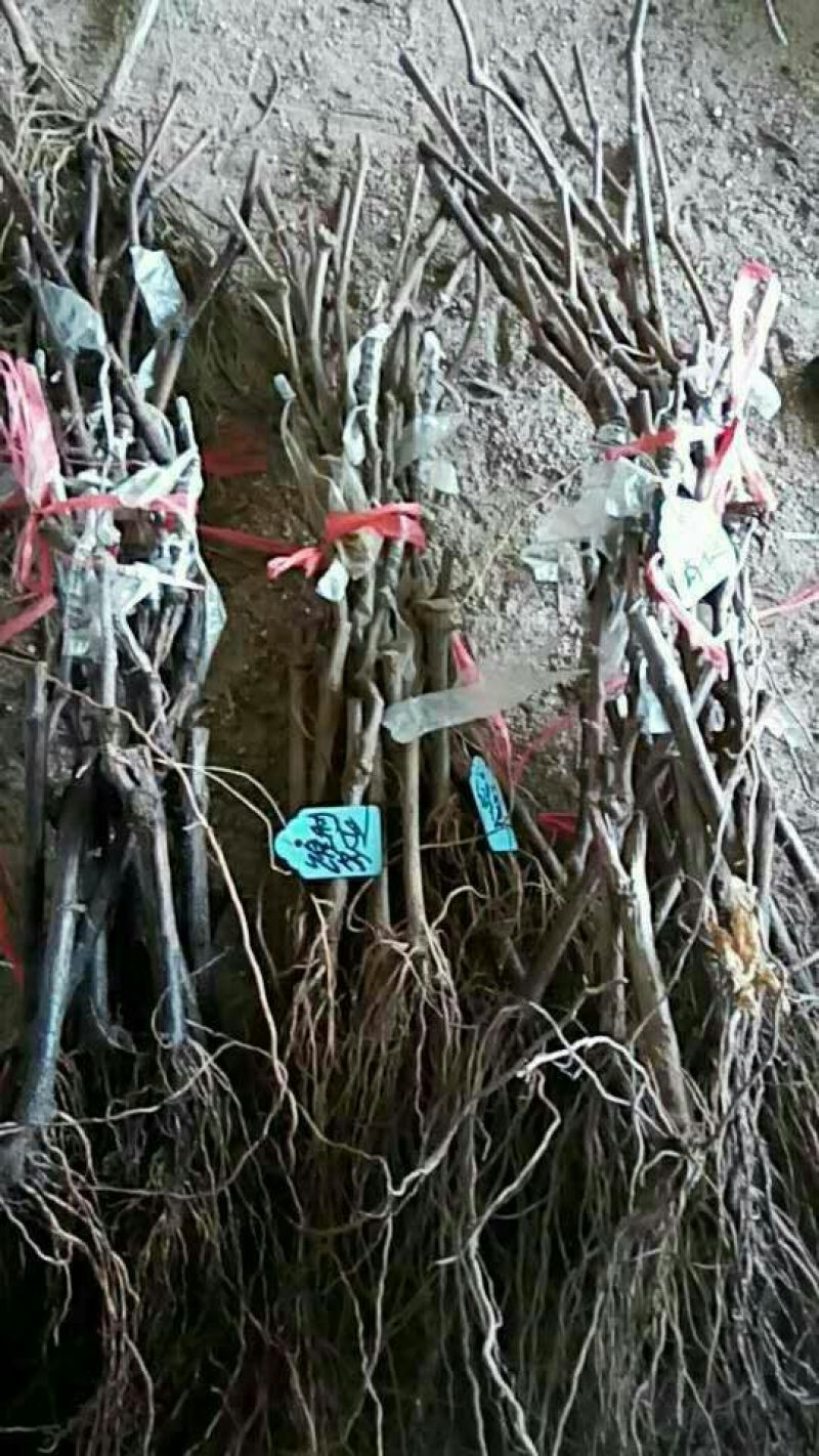 葡萄苗30~50cm1年