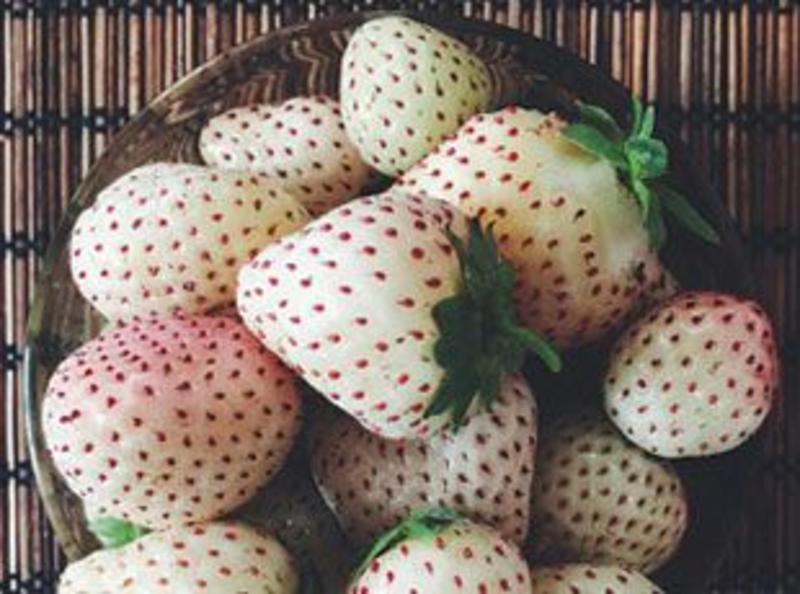 甜宝草莓苗草莓苗口感好果粒大红颜草莓苗