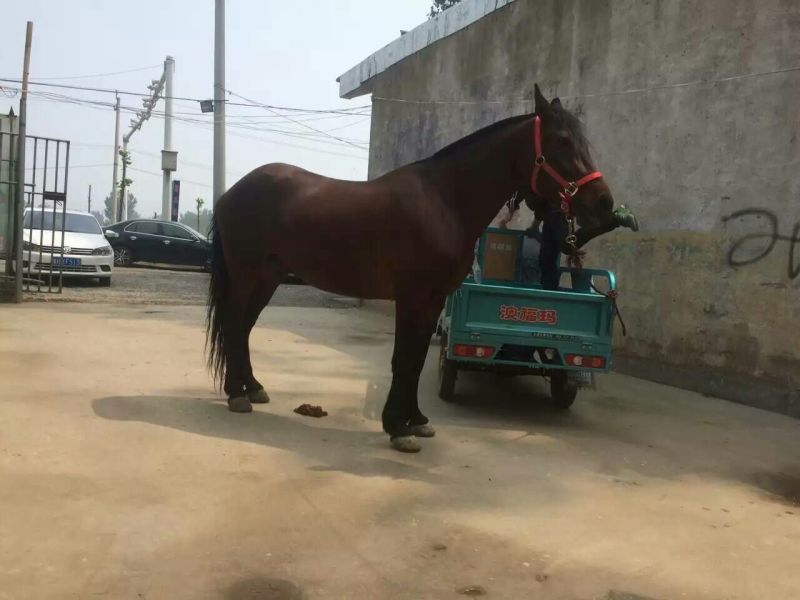 半血马600kg以上