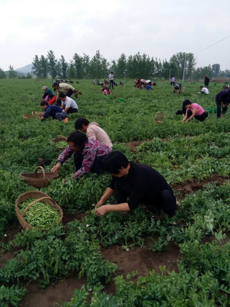 豌豆角大量上市南阳种植基地直发质量保证！