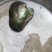河蚌