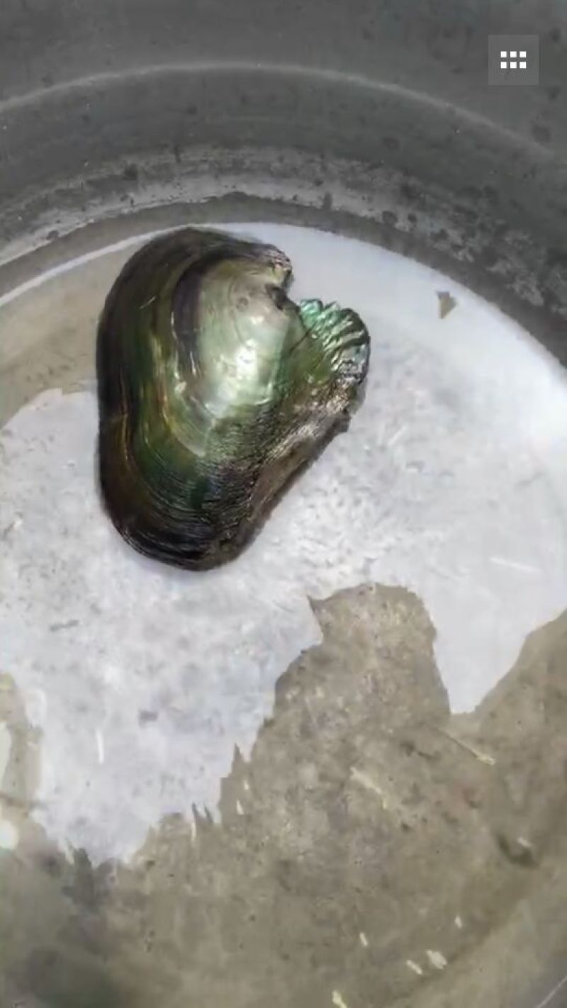 河蚌