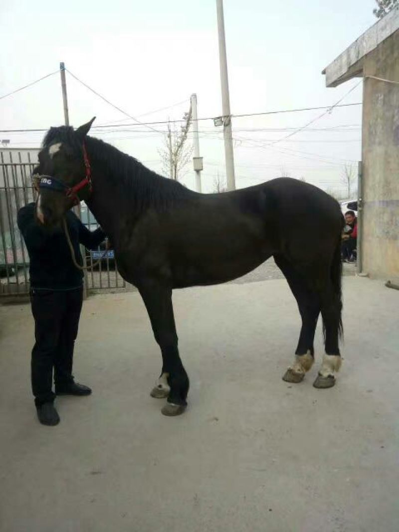 蒙古马400~500kg