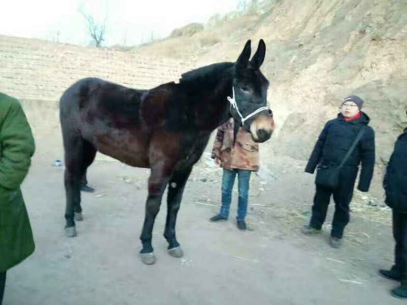 蒙古马400~500kg